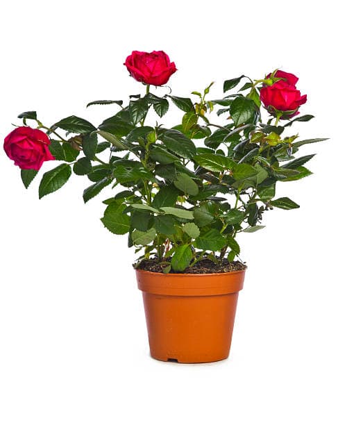 Red Rose 