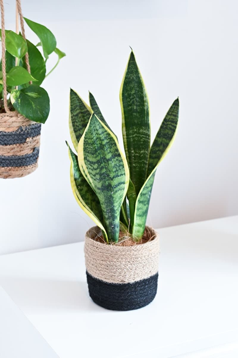 Snake plant 
