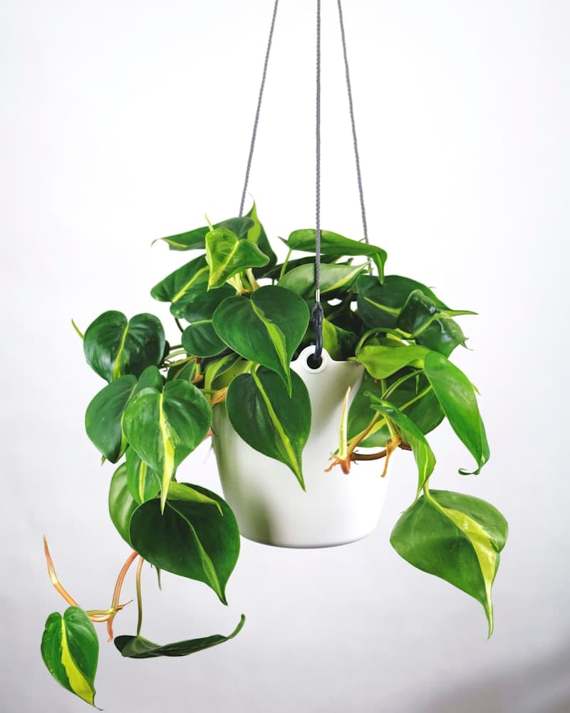 Money plant