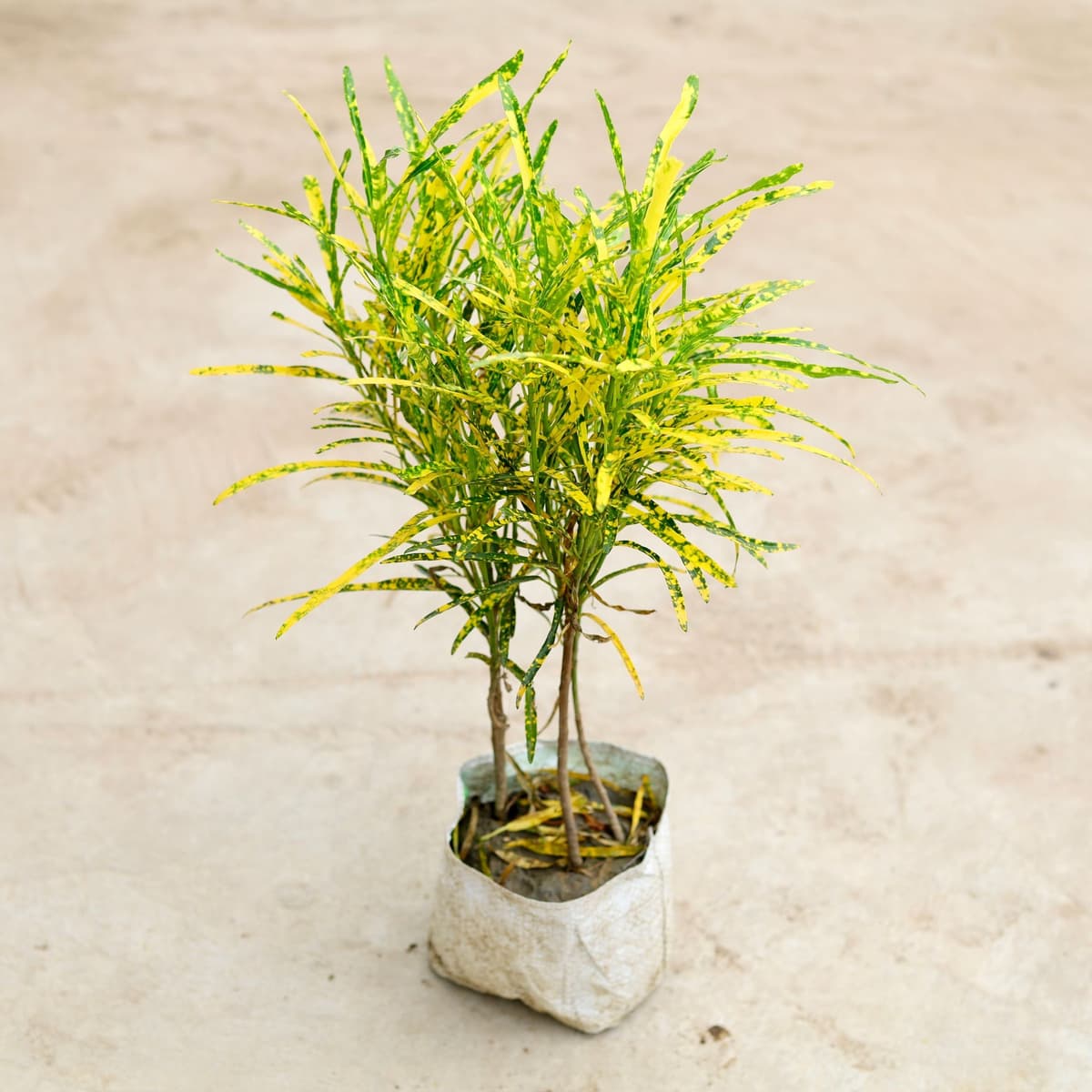 Jhhuri croton 