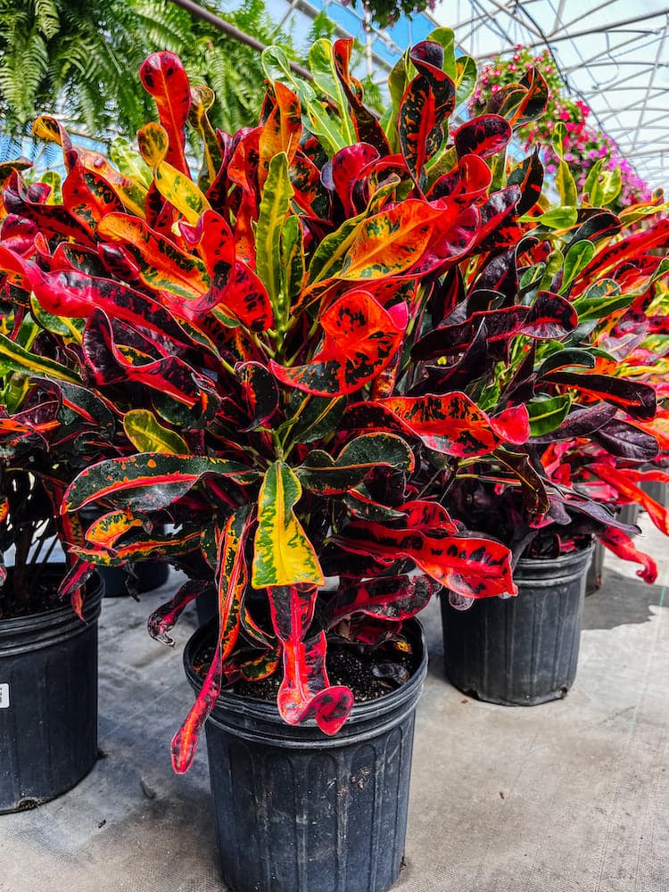 Skru croton 