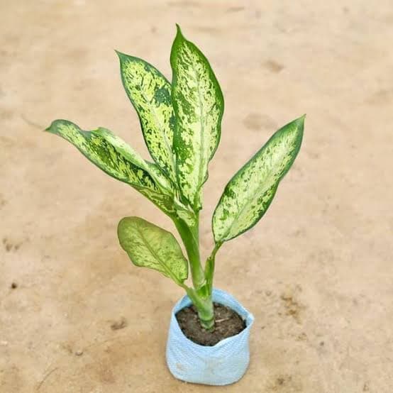 Pinki plant