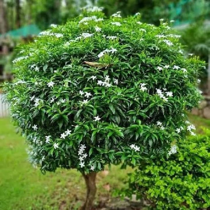 Chandani ful