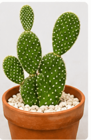 Bunny Ear Cactus - View 1