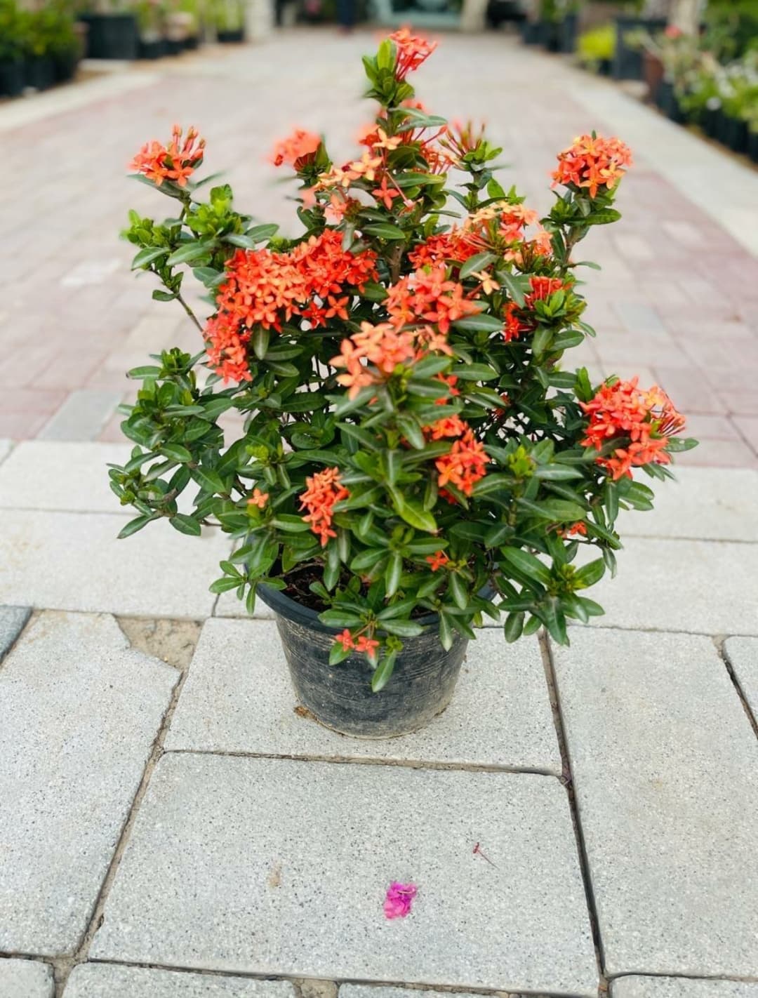 Ixora - View 1