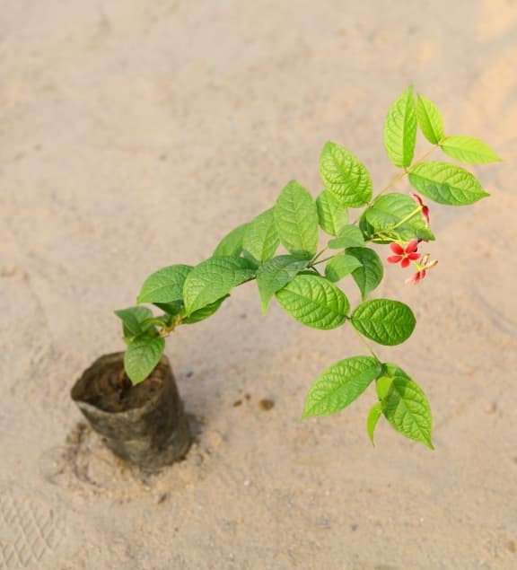 Madhumalti (मालती) - View 1