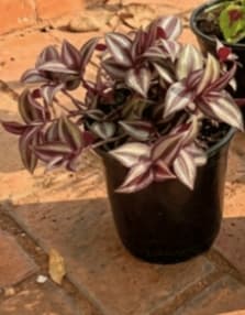 Bougainvillea (Bowan beli) - View 1