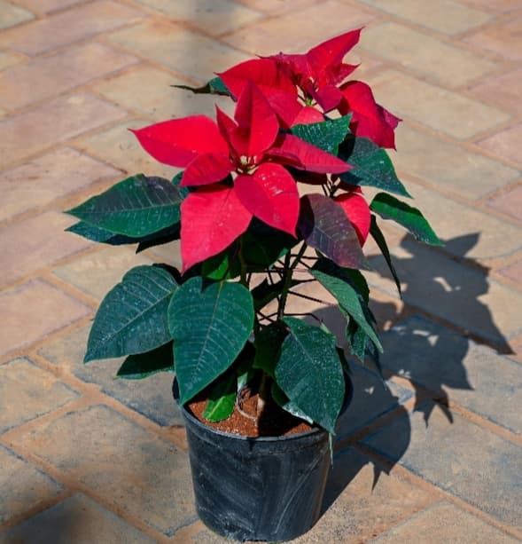 Poinsettia (Pansatiya) - View 1