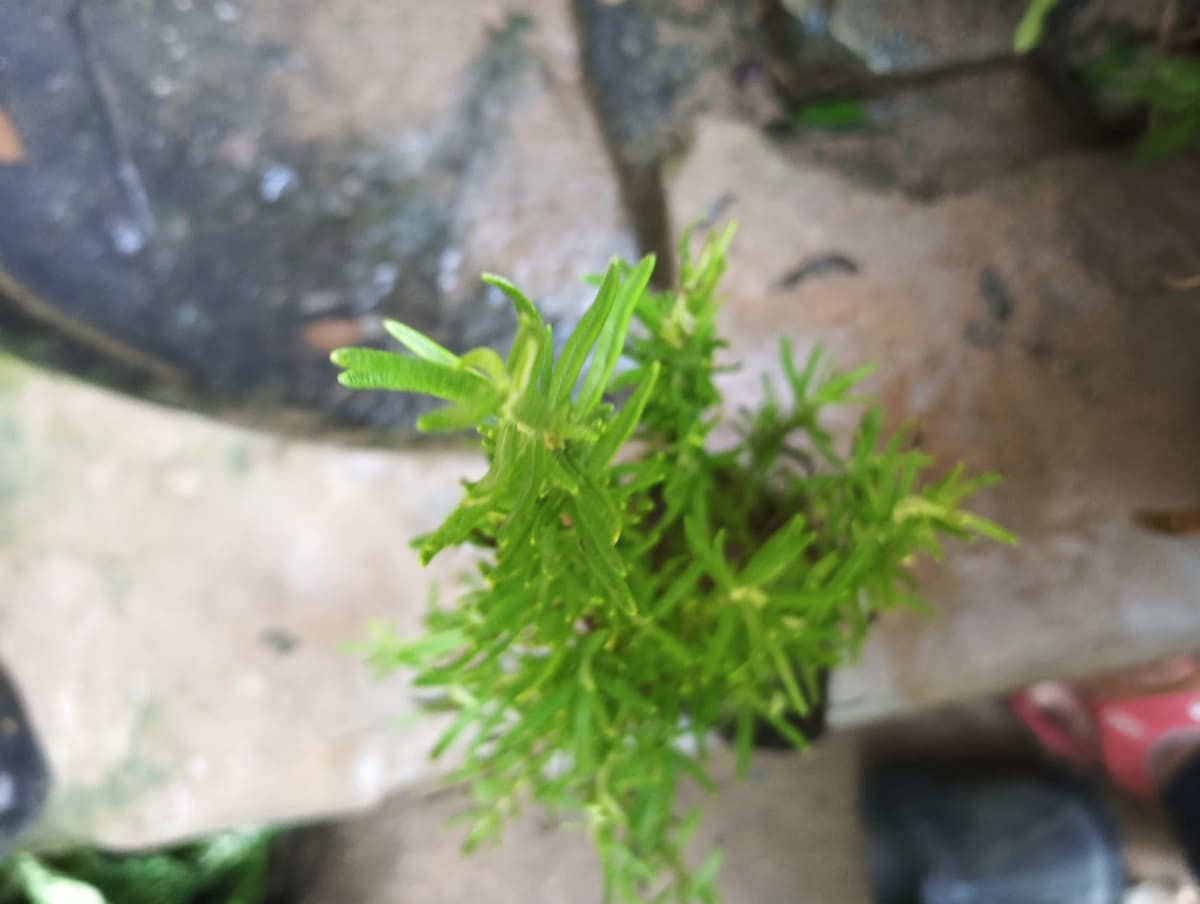 Rosemary - View 1